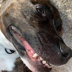 Meet your Posher, Molly